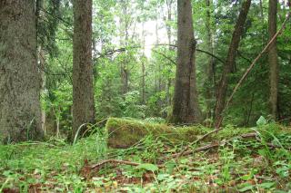 Przystanek Gnilec - 2