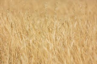 Agriturismo La Valle della Lavanda - Podere Mezzastrada - 3
