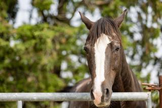 Agriturismo La Valle della Lavanda - Podere Mezzastrada - 9