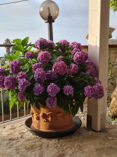 b&b la casa di Martina - Zambrone - 7