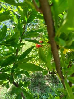 Holiday Home for Tourist - Golem - 3