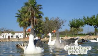 Casa Lo Fangar - Delta de l'Ebre C3 - Deltebre - 3