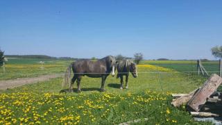 Ruheoase an der Seenplatte Objekt-ID 12030-3 - - 8