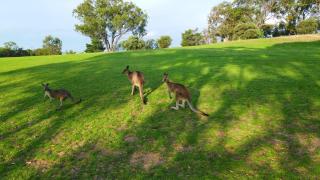 Cootamundra Heritage Motel & Apartments - Cootamundra - 4