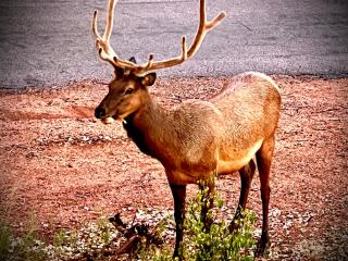 Hidden Gem Retreat in the Heart of Payson - Payson - 6