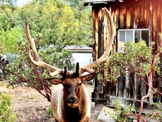 Hidden Gem Retreat in the Heart of Payson - Payson - 7