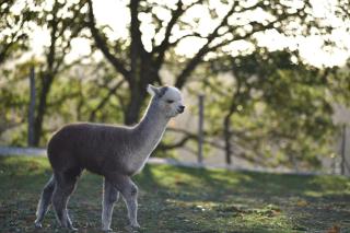 Agriturismo Il Beccafico Alpaca - Mengara - 0
