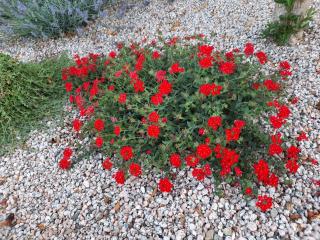 Villa Impetrata IUN Q7090 - Orosei - 8