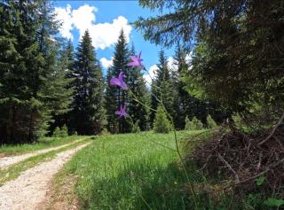Wood Inn - Žabljak - 9