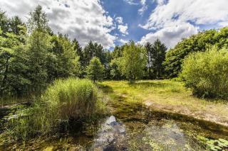 reiger - Appelscha - 3