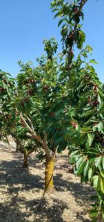 I trulli di Mani' - 3