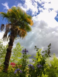 La Bulle dans le Palmier - Tolosa - 5