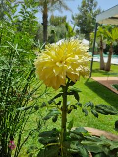 Riad les deux citronniers - 1