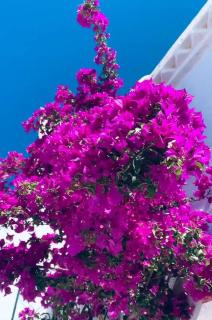 Tinos Bougainvillea - Città di Tinos - 6