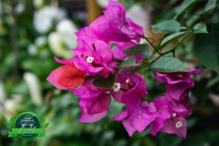 Finca Hotel Betel - 3