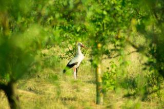 Theia's Garden - - 9