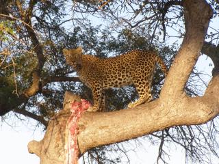 Thornybush Simbambili Lodge - Sabi Sand Game Reserve - 8