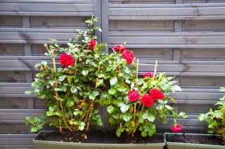 City Centre Garden Hideaway - Edinburgh - 1