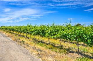 Charming Lodi Retreat Walk to Local Wineries - Lodi - 8