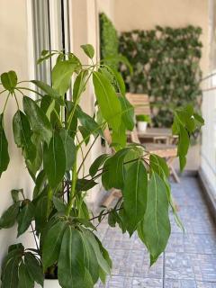Central Garden Boutique - Salonicco - 8