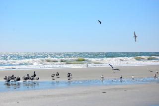 Mariners Cove 335 D - Myrtle Beach - 5