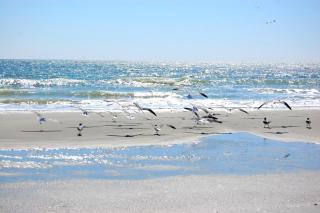 Ocean Bridge A26 - Myrtle Beach - 3