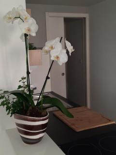 Appartement centre ville rue calme 2 pièces classé 3 étoiles - Lannion - 2
