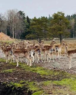 Ulvereds Hjorthägn - Camp Mayfly - 1