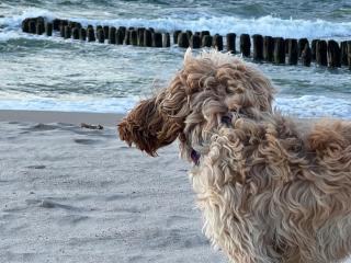 Apartamenty Sunrise Kolobrzeg Podczele - 9