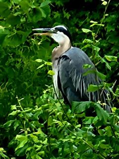 Downingtown Manor - 1900s Farmhouse with Creek Views - 9