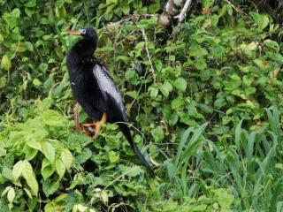 Casa Caribe - Tortuguero - 1