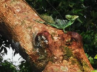 Casa Caribe - Tortuguero - 2