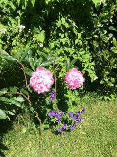 Dewhamill - Bellaghy - 9