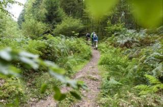 Geishöhe Landgasthof Rose Dammbach - 2