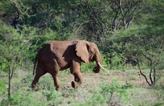 Severin Safari Camp - Tsavo West National Park - 4