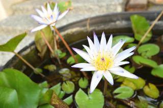 Serenity Moutainview Homestay - Meinong - 5