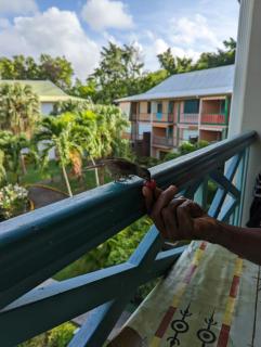 Ti Studio Creole Mahogany - Sainte-Anne - 4
