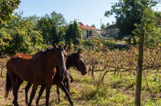 Casa nos Penedos - 6