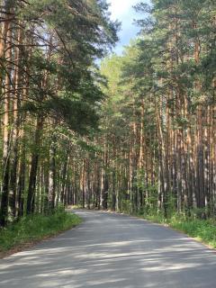 Forest and Lake - Borovoye - 1
