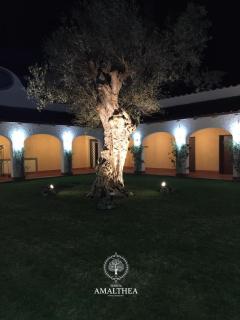 Tenuta Amalthea - Sessa Aurunca - 5