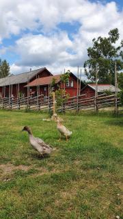 Boende på gård i Kolmårdens skogar - 2