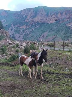 mariami - Kazbegi - 4