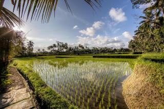 Villa Natha - Ubud - 2