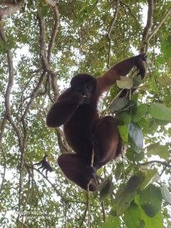 Jacamar Lodge Expeditions - Iquitos - 2