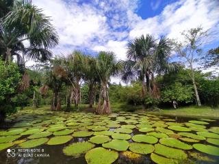 Jacamar Lodge Expeditions - Iquitos - 9