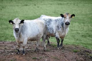 Hillside Farm - Mittagong - 1