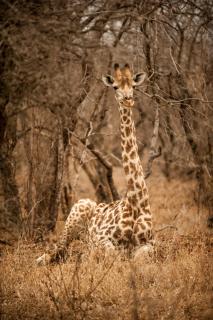 Moditlo River Lodge - 2