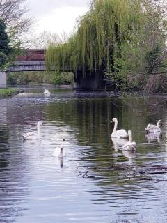 Single Room only for one adult - Southall - 2