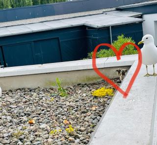 Apartment Mövenkoje für 1-2 Personen mit Pool - Dahme - 0