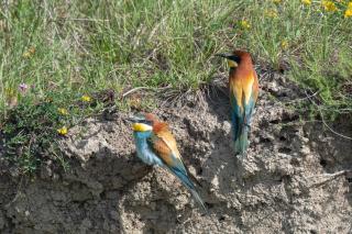 Tenuta Borgo Santa Cecilia - 2